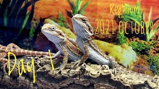 Yoll's stream Reptilium 2021 october день 1