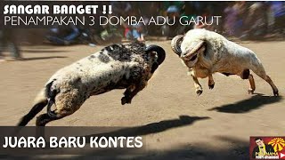 viral.3 DOMBA ADU PALING SANGAR!!Garut Juara Kontes terbaru? ketemu di jalan