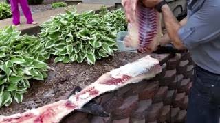 Filleting a Grass Carp with a Power Tool