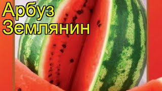Арбуз Землянин (Арбуз). Краткий обзор, описание характеристик, где купить семена citrúllus lanátus