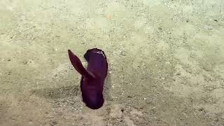 Holothurian Sea Cucumber - 2013| Nautilus Live (Remastered!)