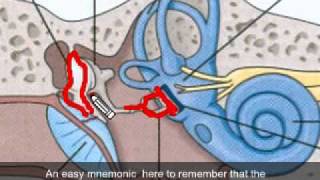 53 Chapter 11 Part 06 Ear Anatomy