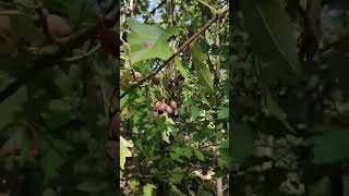 Брекина(Sorbus torminalis)