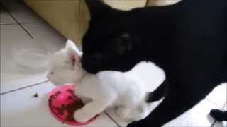 Adaptação: Gato adulto e gata filhote