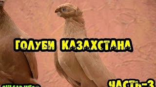 Голуби Казахстана / 3 / Pigeons / doves / dove