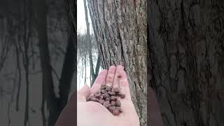 Поползень / Nuthatch