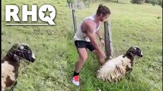 Video Of Rugby Star Freeing Sheep Has Internet OBSESSED