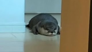 カワウソさくら 飼い主がちょっとコンビニに行くだけで大変なカワウソ otter that is difficult for the owner to go to a convenience store