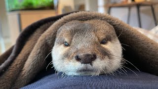 カワウソさくら 朝起こしてくれるカワウソのような目覚まし Alarm clock like an otter
