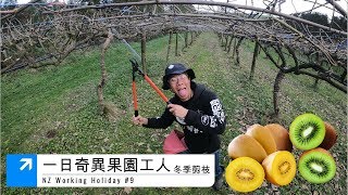 冬季奇異果園工人一日行程【萊工作 Ryan CHEN】紐西蘭打工度假