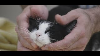 How to trim a cat's nails with two people
