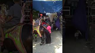 Kuda renggong si DOLLAR GROUP