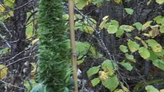 Prohibition Episode10-- big marijuana crops are hard to hide
