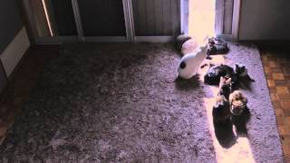 Time-Lapse　Sun-cats ひまわり猫窓