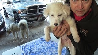 Puppy Fungus / Sulfer & Lime Wash - Bath