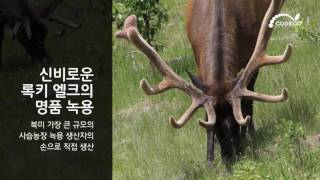 Codeco Rocky Elk