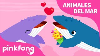 Ballena | Animales del Mar | Pinkfong Canciones Infantiles