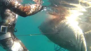 Giant Grouper on the GoPro