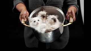 Суп с котом и пирожки с котятами. Ужасающие кулинарные традиции Китая.