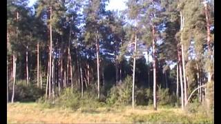 Полесский трамвайчик-узкоколейка
