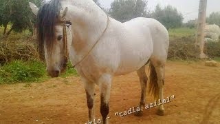 اقوى الخيول البربرية الاصيلة tbourida marocco