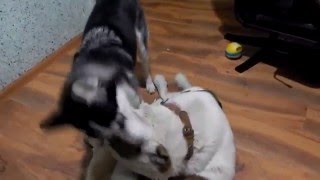 Жесть!!! Алабай против Хаски | Хаски против Алабая | Alabai against the Huskies | Huskies vs. Alabai