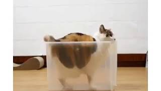 Смотреть всемм #vine