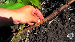 Увядание зеленых побегов винограда. Часть 2. Виноград 2017.