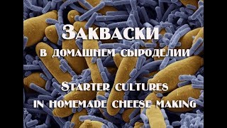 Что нужно знать о заквасках в домашнем сыроделии What you need to know about leaven in home made che