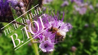 ВЛОГ ЗА НЕДЕЛЮ /СНОВА В ДЕРЕВНЕ/КАБАЧКОВЫЙ ТОРТ/КЛУБНИЧНЫЙ ДЖЕМ/НОЧНОЙ ГОСТЬ/ЧТО МЫ ЕДИМ/Victoria BY