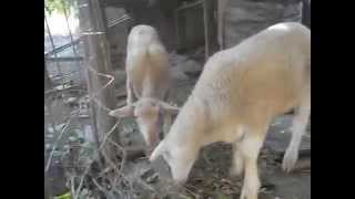 Wolves Eat Sheep