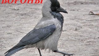 Звуки природы для детей. Птицы. Вороны
