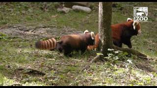 Red Panda Cub 1st Time Out 2021 - Cincinnati Zoo