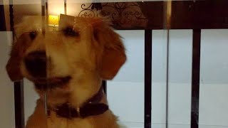 Kitten Close Up 2017-08-12
