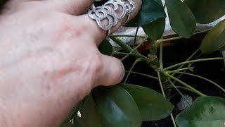 Как заставить ШЕФЛЕРУ ветвиться. Оригинальный способ без обрезки.