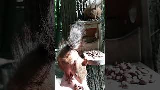 Две белки / Two squirrels