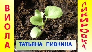 ВИОЛА ПИКИРОВКА 2017 год с Татьяной Пивкиной. МАРТ