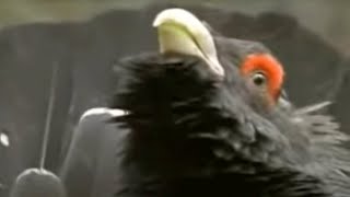 The capercaillie bird defends its territory - David Attenborough - BBC wildlife