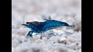 Обзор и советы по разведению креветки Blue Dreams