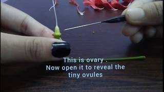 Dissection of HIBISCUS (China Rose) for class 11th and 12th using Needle and forcep only.