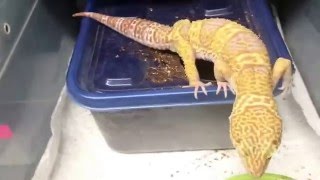 Leopard gecko room 2016