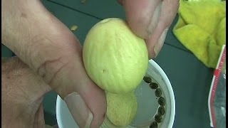 250 million year old seed