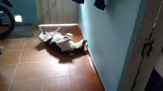Manchas my perro bailando regueton