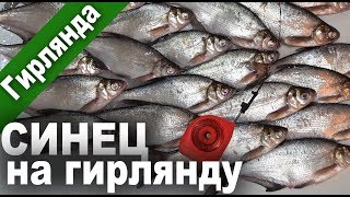 Сеня, сенечка... Синец на гирлянду. Рыбалка с гирляндой на озере. Рыбалка в 4K Ultra HD