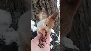 Очередь за орешками / The queue for nuts