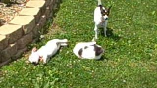 Mini Bull Sparkles, Toy Fox Terrier Princess, Mutski and Red