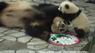 PANDA Baby playing with her Mother, Aihin and Meihin