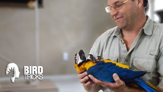 One Day Miracles | Parrot Training Program