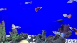Poecilia reticulata (Lepistes, Guppy) Nedir?