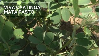 Viva Caatinga! Mata Pasto